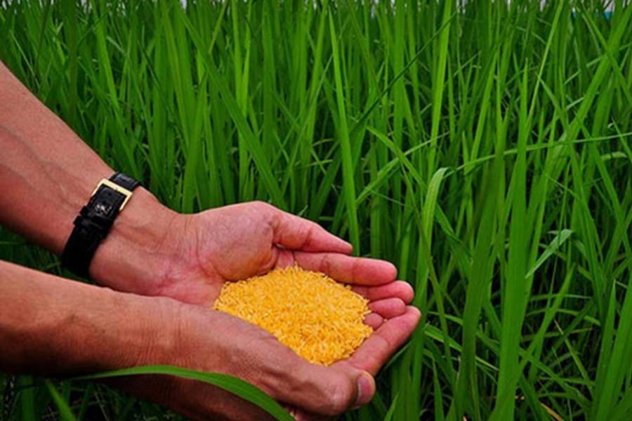 ‘Golden Rice to be released soon’