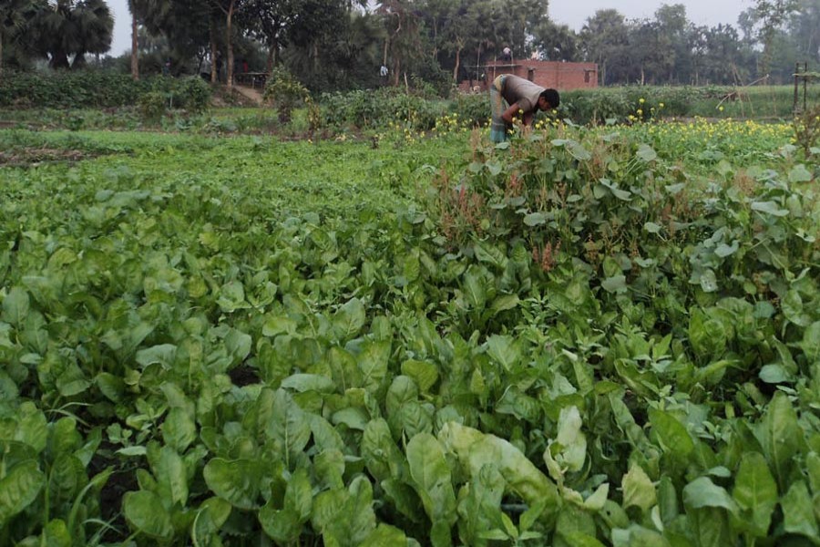 Winter vegetable farming a boon for marginal peasants in Bogura