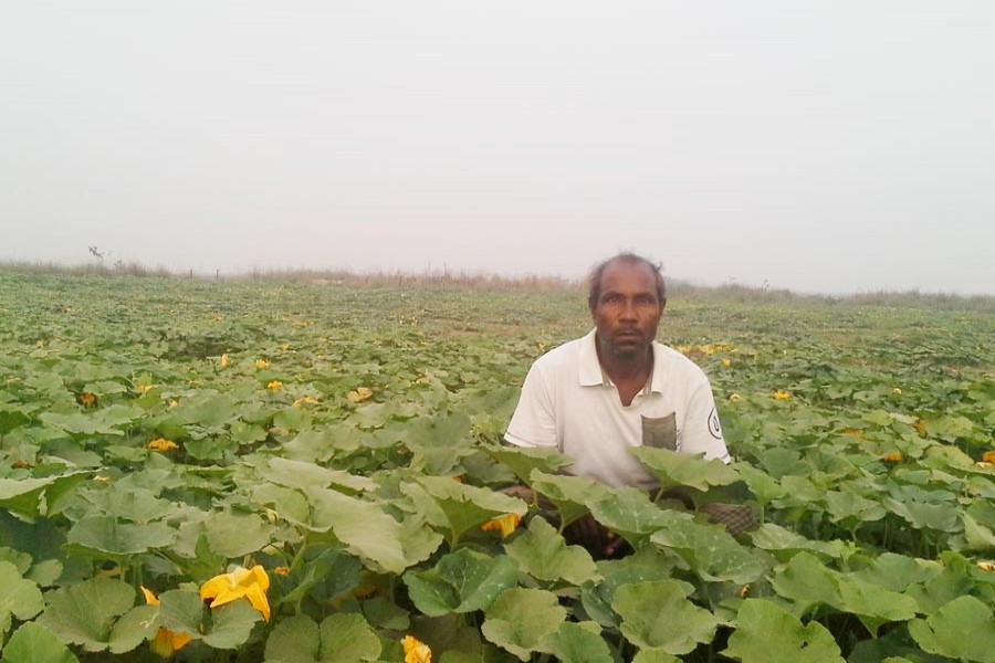 A farmer working at his field of winter vegetables in Golapganj of Sylhet district	— FE Photo