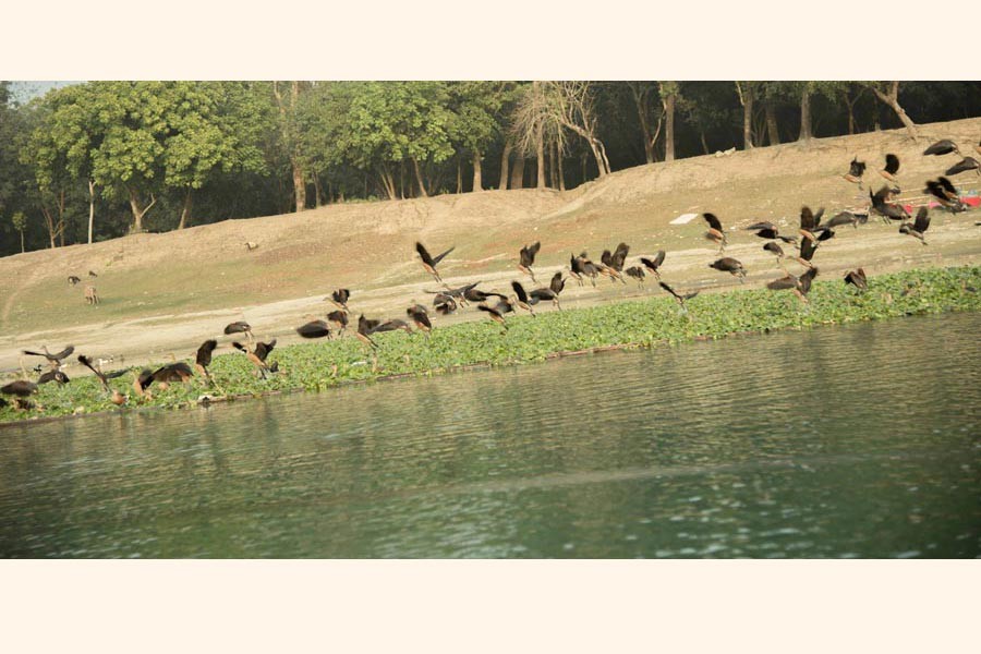 A flock of migratory birds flying over a vast waterbody under Mohadebpur upazila of Naogaon district 	— FE Photo