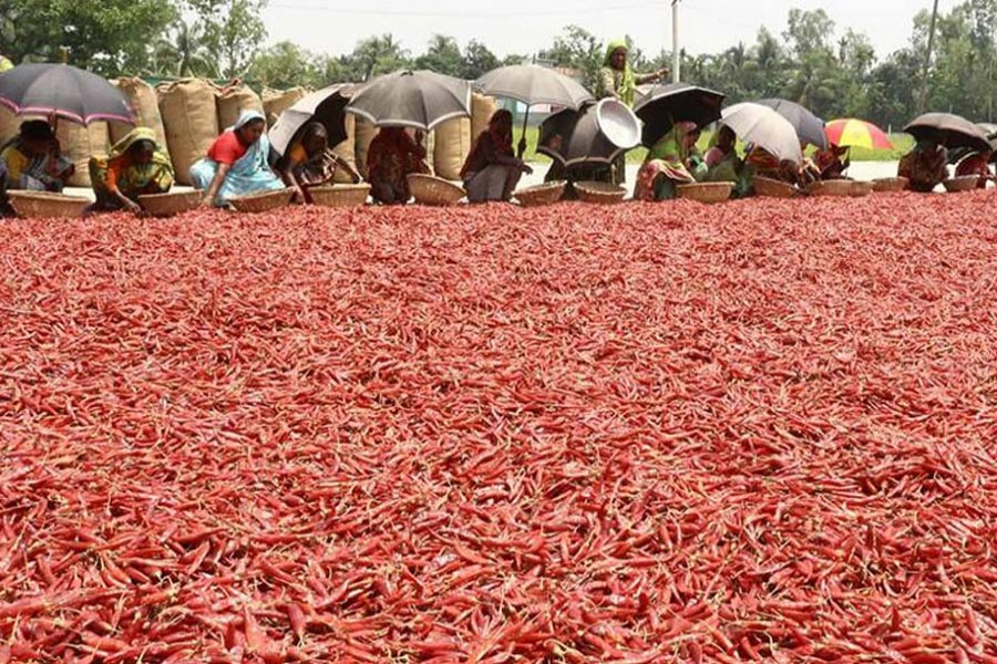 Women labourers passing busy time drying red chilies in Bogura district  	— FE Photo