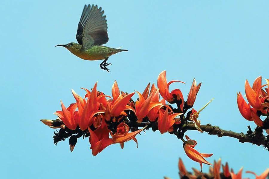 Pahela Falgun being celebrated across country