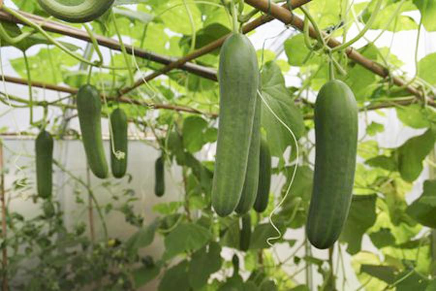 Magura cucumber growers  get bumper production