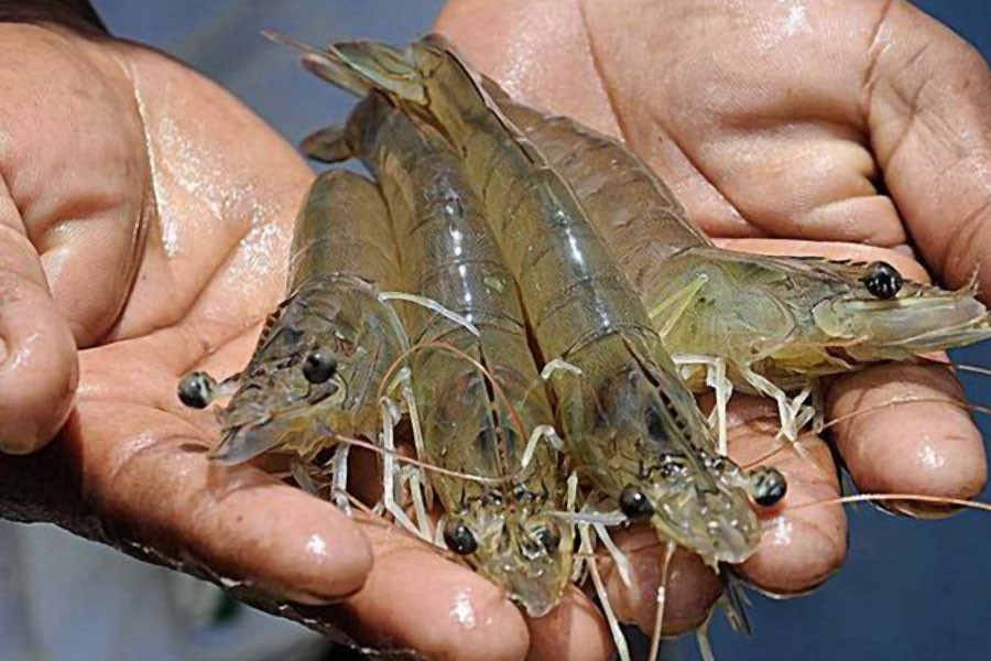 Govt decides to start piloting vannamei shrimp farming