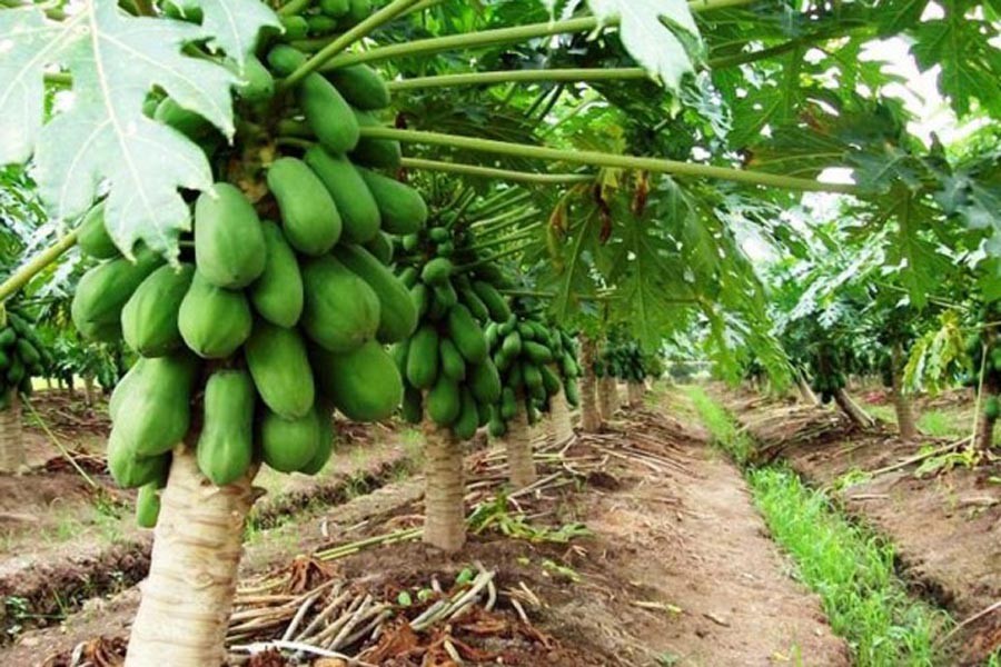 Papaya production excellent across Rangpur district