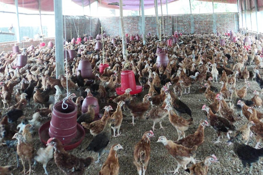 A partial view of a poultry farm in Pabna Sadar       	— FE Photo