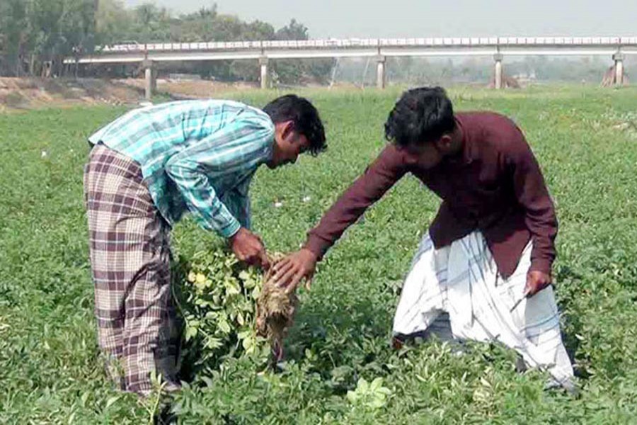 Farm labourers working in a potato field in a char area of Naogaon on Monday      	— FE Photo