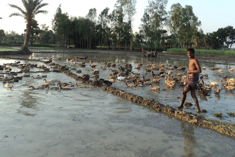 A rearer feeding ducks at his farm in Pashchim Alohali village under Dupchanchia upazila of Bogura on Wednesday    	— FE Photo