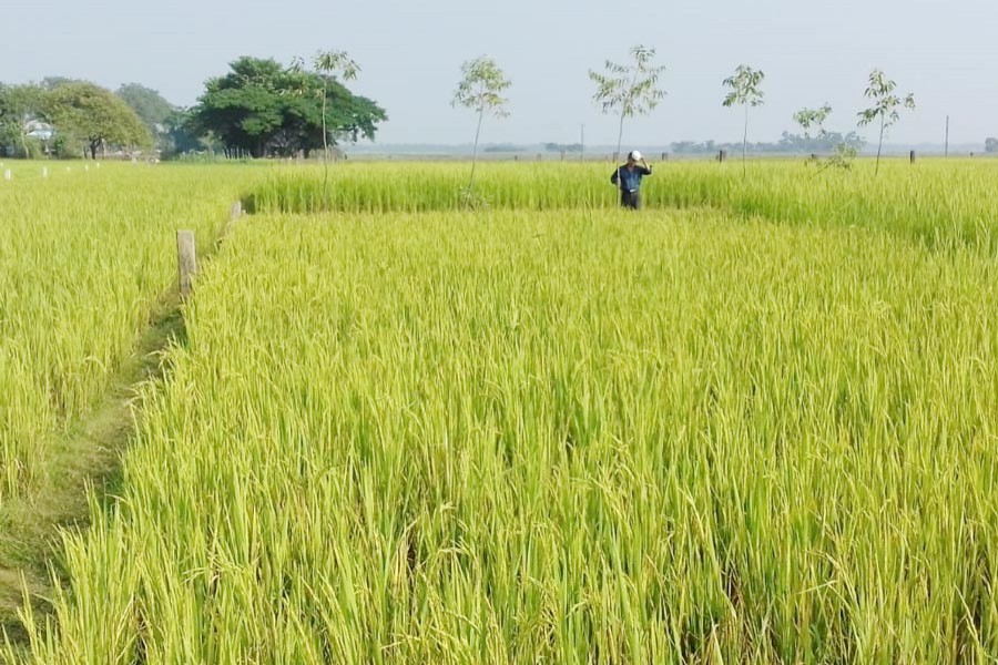 A piece of Boro land in Dakshin Surma upazila of Sylhet   	— FE Photo