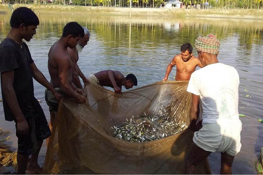 Farmers catching fishes from their fishing project using a net in Shibganj upazila of Bogura district on Saturday      	— FE Photo