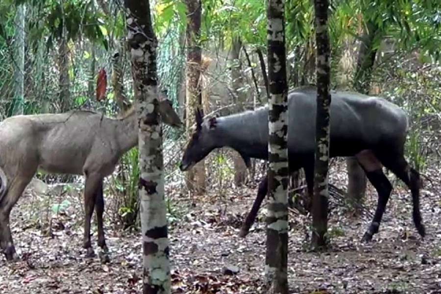 Bangladesh’s only female Nilgai dies at Ramsagar National Park