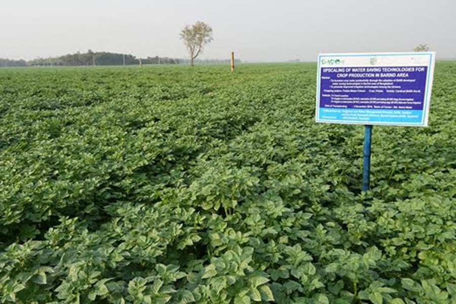 A view of a large tract of a potato field in Rajshahi district 	— BSS Photo