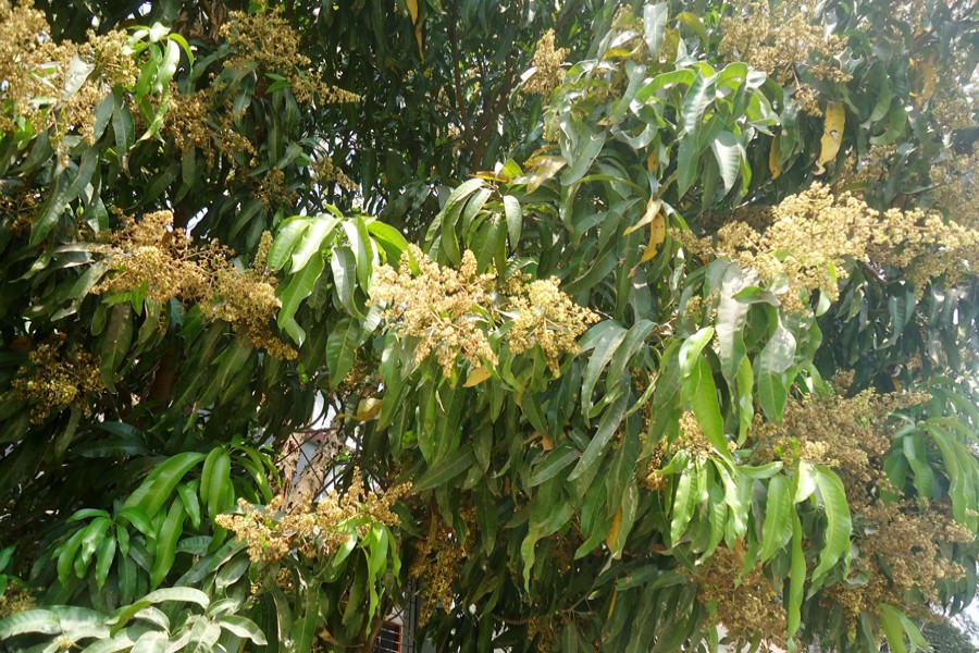 Bumper mango production  in Magura likely this year