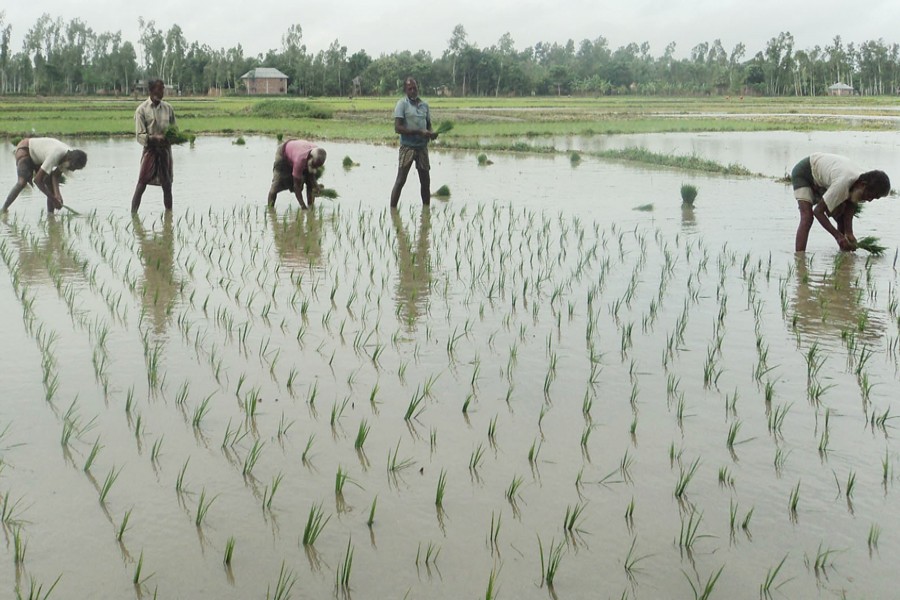 A group of farmers transplanting Boro seedlings in a field in a Bogura village on Monday    	— FE Photo