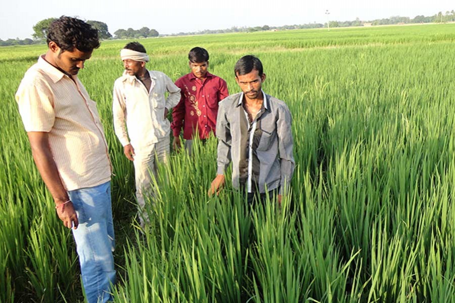 Changing gear for balanced agriculture   