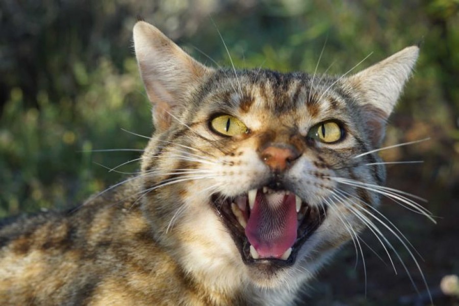 Call to cull feral cats and dogs to save endangered species