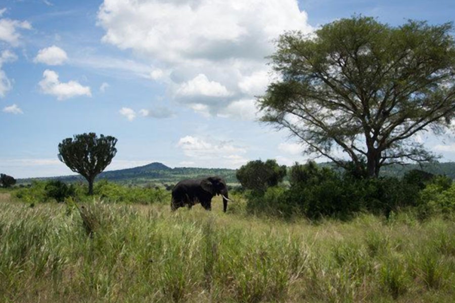 Queen Elizabeth National Park, one of Uganda’s most popular safari destinations. An American woman and her Ugandan guide were kidnapped there Tuesday evening, Photo Credit - Michele Sibiloni