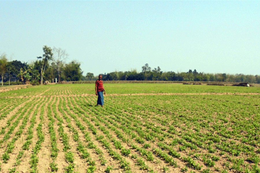 A view of a groundnut field in Tahirpur upazila of Sunamganj district   	— FE Photo