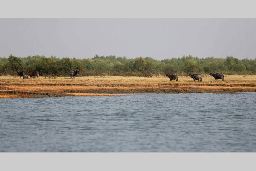 Bhasan Char is located 21 nautical miles from Noakhali, 11 nautical miles from Jahajir Char, 4.2 nautical miles from Sandwip, 28 nautical miles from Patenga, and 13.2 nautical miles from Hatiya. 	—Photo: Reuters