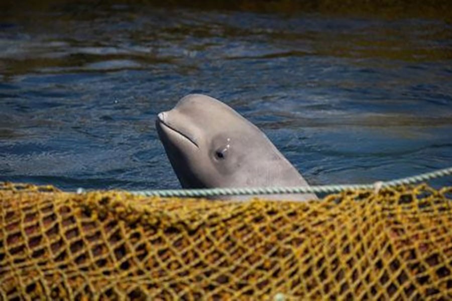 Images of the 10 orcas and 87 beluga whales, kept in enclosures in a bay near the Sea of Japan port of Nakhodka, first appeared after they were caught last summer by firms which planned to sell them to marine parks or aquariums in China.