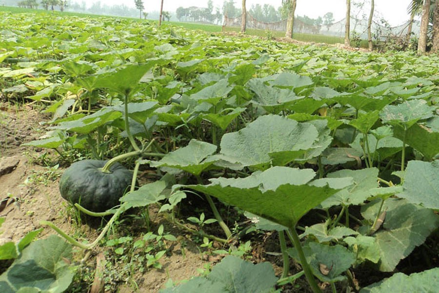 A partial view of a pumpkin field in Bogura	— FE Photo