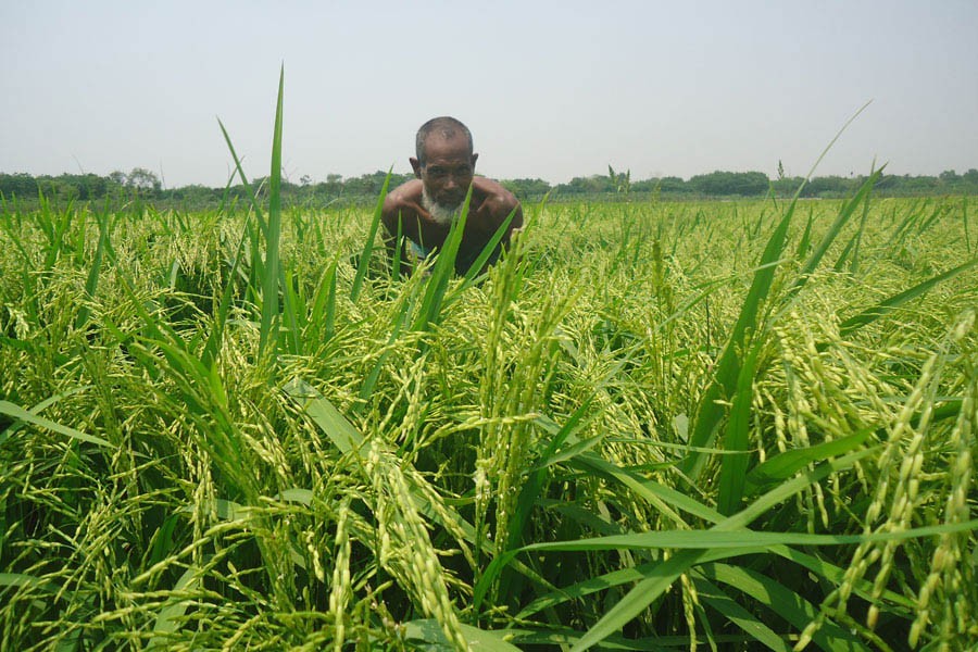 An elderly farmer of Kapashiti village under Magura Sadar upazila working in a BRRI-50 field on Monday — FE Photo