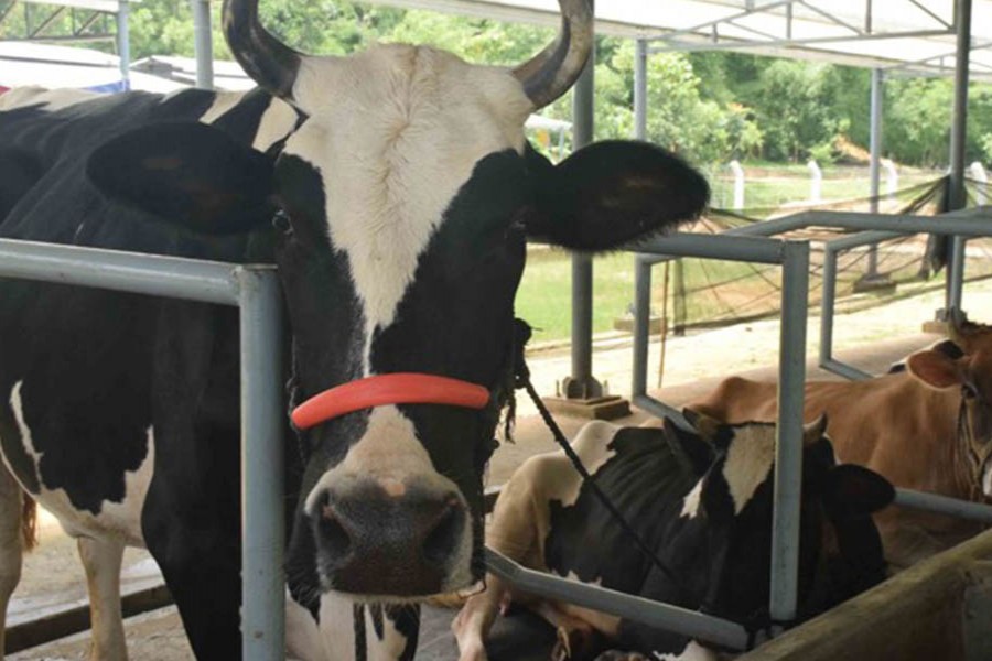 Daunting task of dairy development   