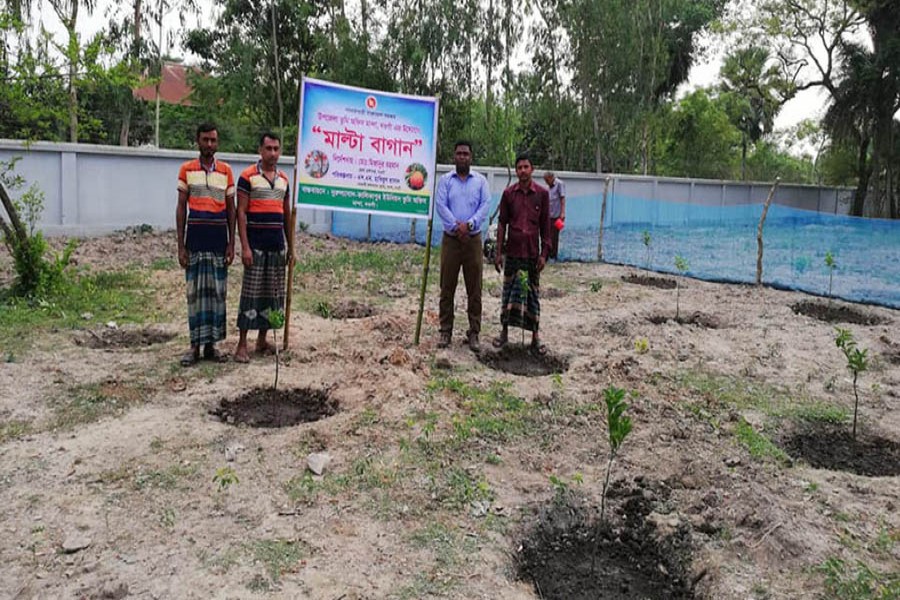 A view of a malta orchard in Nurulabad-Kalikapur union under Manda upazila of Naogaon     	— FE Photo