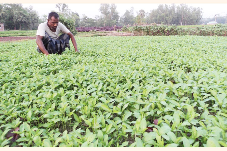 Jute farming expands across Bogura