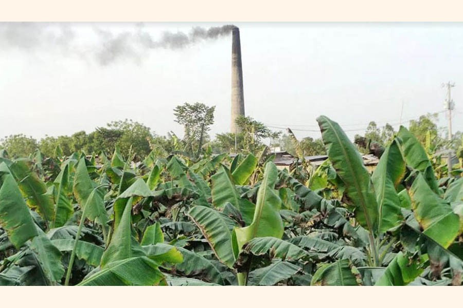 A partial view of a damaged banana field in Alampur union under Mohadevpur upazila of Naogaon     	— FE Photo