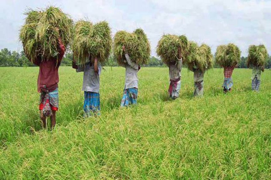 Boro paddy harvest continues in Gaibandha