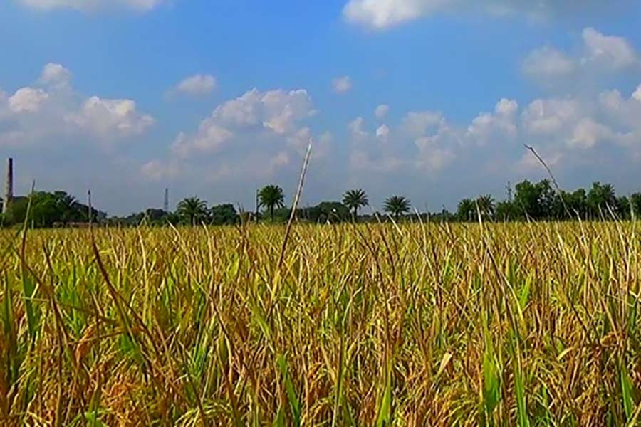 Govt to purchase paddy from marginal farmers