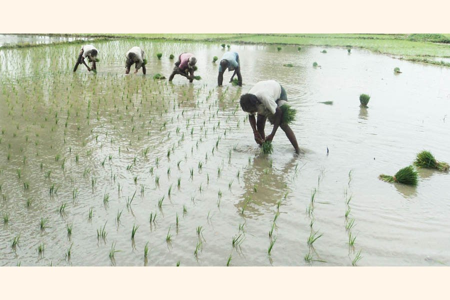 Farm labourers planting Aus seedlings on a field at a Bogura village on Wednesday   	— FE Photo