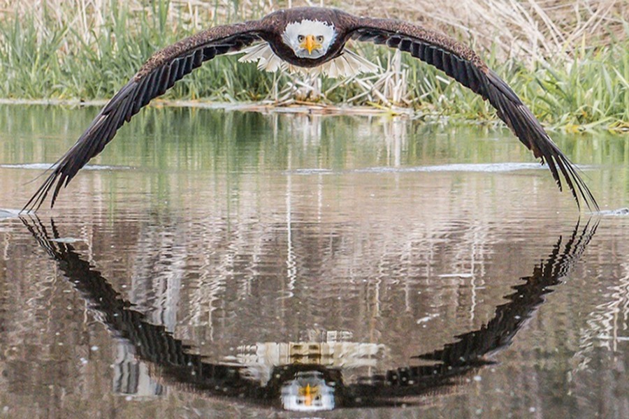 Bruce the bald eagle stares down photographer Steve Biro