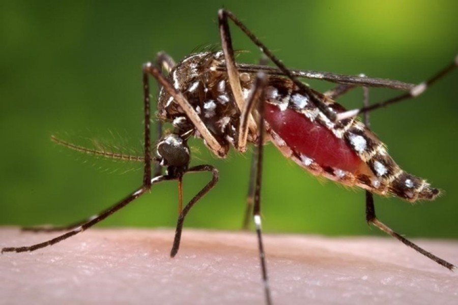 Genetically enhanced fungus kills 99pc of malaria mosquitoes