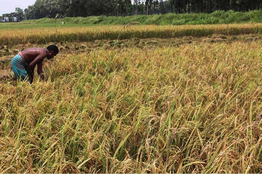 — Photo: Focus Bangla