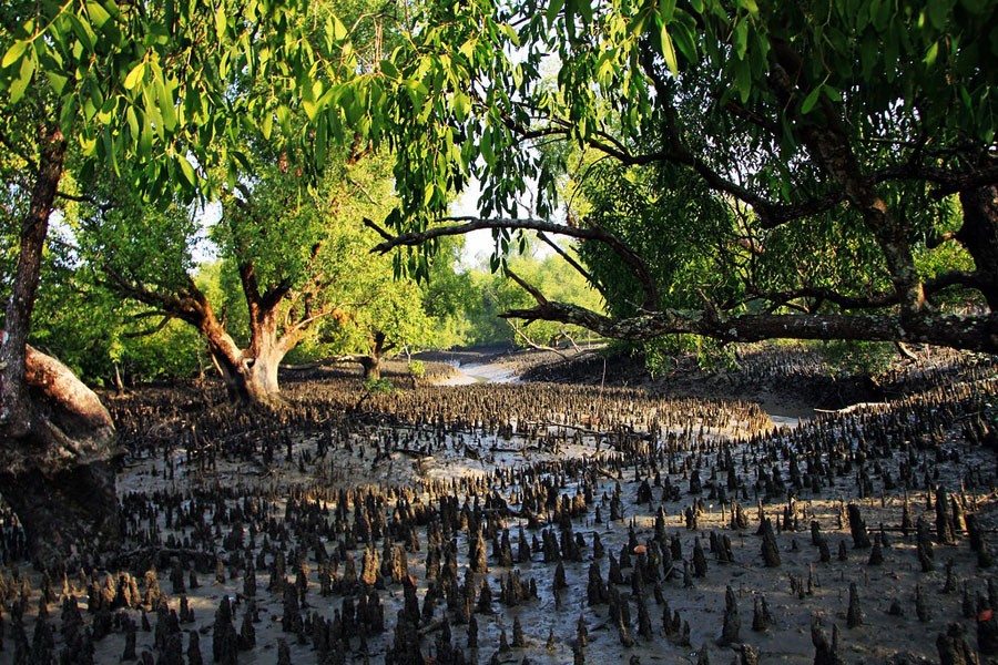 Unesco to put Sundarbans on 'in-danger' list