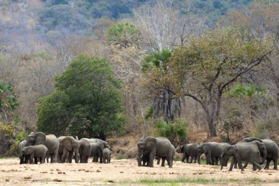 Zero elephants poached in a year in top Africa wildlife park