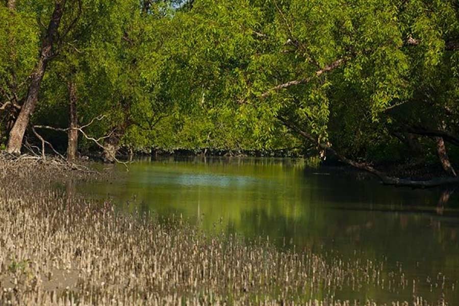 UNESCO move proves Sundarbans is under threat: TIB
