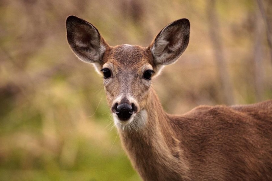 Chinese scientists map out deer’s genomes