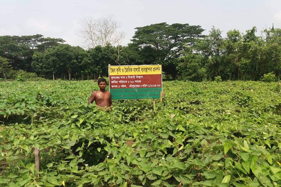 A farmer at his BARI-1 pointed gourd field in Shaflidanga of Fukra union under Kasiani upazila in Gopalganj. The photo was taken on Saturday 	— FE Photo