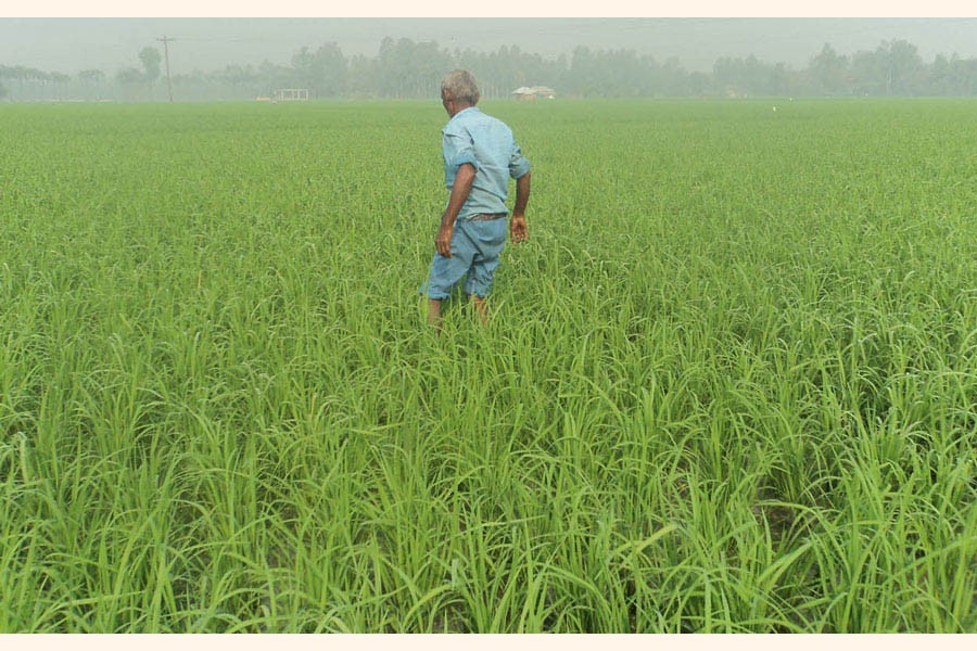 Vast areas of Joypurhat come under Aus farming