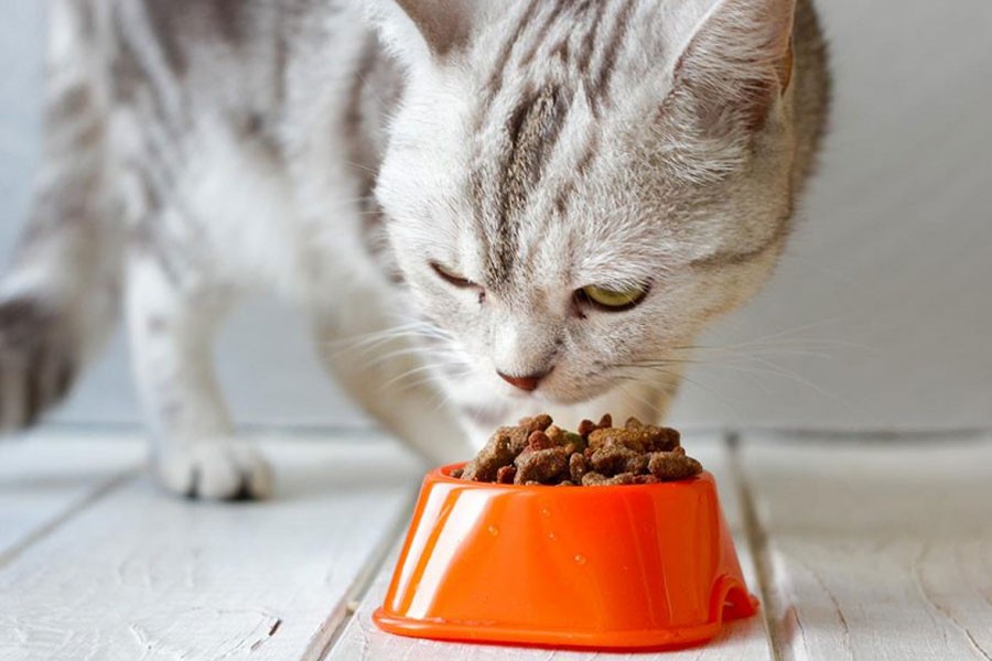 BD pet food market beckons prospect