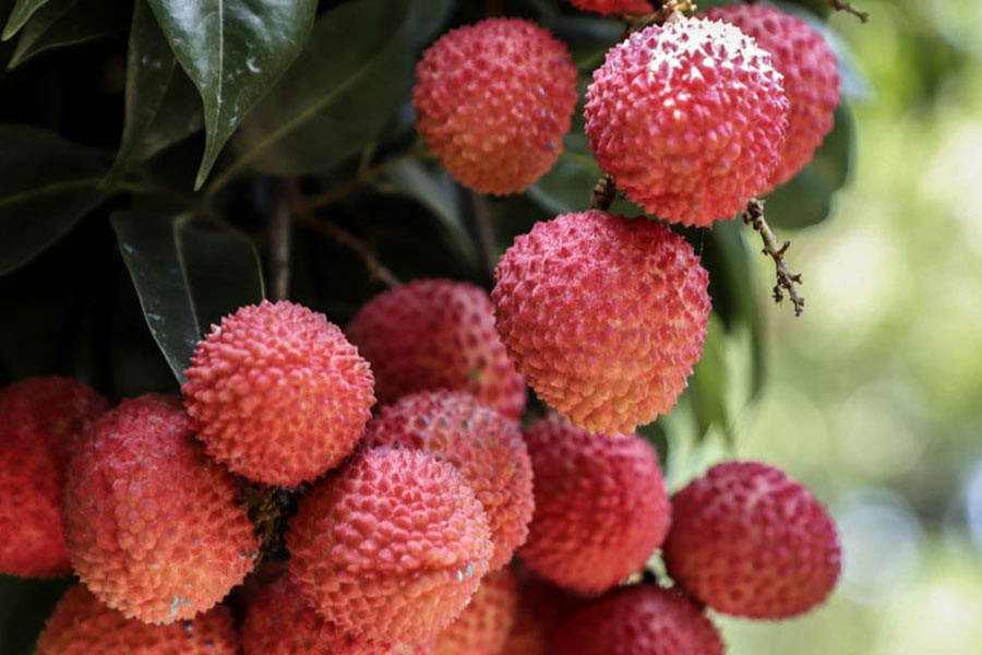 Farmers produce litchi worth Tk 1.52b this season in Rangpur