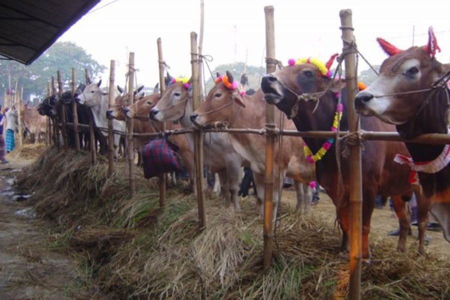 Two city corpns earn Tk 228.7m from lease of 19 cattle markets