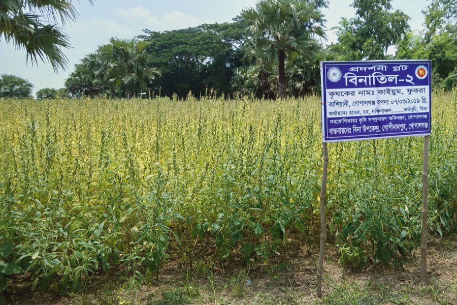 A view of a demonstration plot of BINA Til-2 sesame at Fukra under Kasiani upazila in Gopalganj. The photo was taken on Wednesday.   	— FE Photo