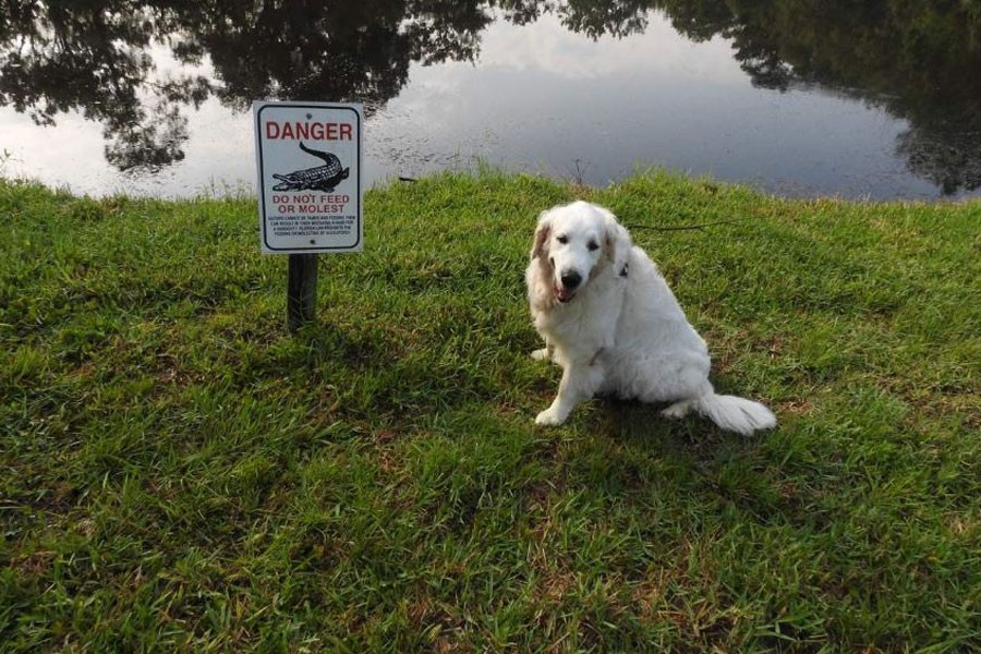 75-year-old man kicks gator to save pet dog