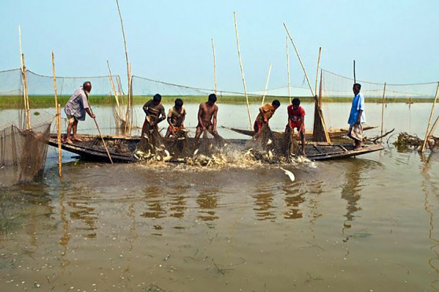 Project to help haor fishermen reach out to consumers in city