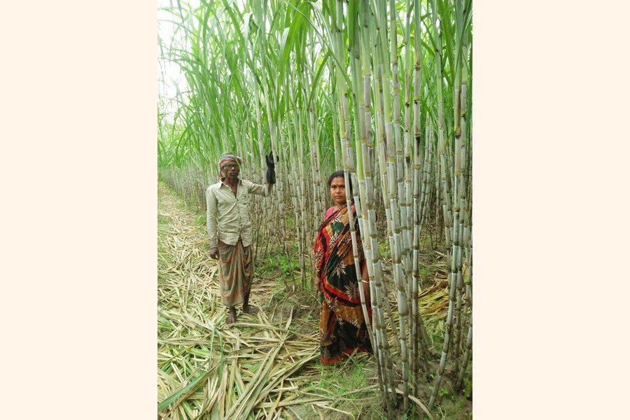 Ishwardi-16 sugarcane  farming gains popularity among growers