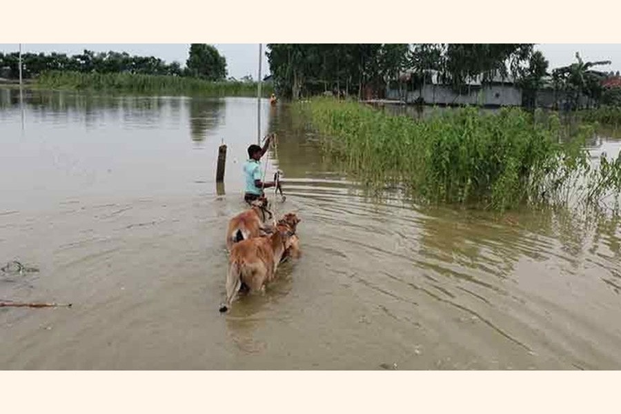 A cattle rearer in the flood-affected Char Dhusmara village under Kawnia upazila in Rangpur district shifting his cattle head to a high land on Sunday	— FE Photo